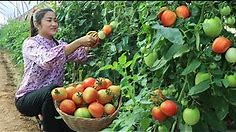 Harvesting round tomatoes for cooking / Tomatoes with shrimps recipe / Cooking with Sreypov