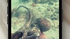 "Underwater Showdown: Moray Fish vs. Octopus - Clash of the Deep!"