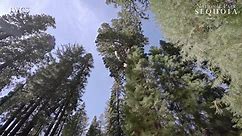 World Wood Day - Sequoia National Park - The Sherman Tree...