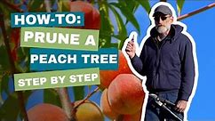 How to Prune a Peach Tree- Easy Steps for Open Center Pruning