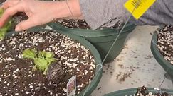 Come along to watch us plant the plugs!... - A Garden Center