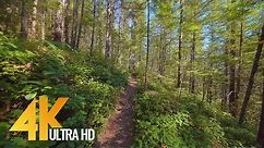 4K Nature Walk Relax Video | 1 Hour Virtual Forest Hike - Cedar Butte Trail