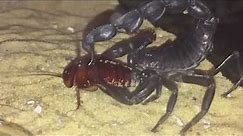 Androctonus Crassicauda, Arabian Fat Tailed Scorpion, Periplaneta Americana, Feeding.