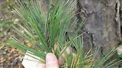 Shortleaf Pine Tree Identification