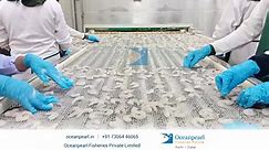 Our PD IQF Feeding Section... - Oceanpearl Fisheries