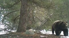 Trail Cam Captures Grizzly Bear Chasing Moose