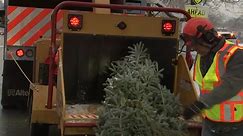 Chicago Christmas tree recycling program kicks off across city