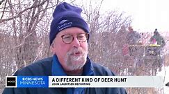 U of M researchers look into whether deer can transmit Lyme disease, COVID
