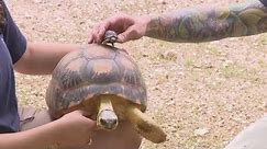 90-year-old tortoise Mr. Pickles becomes first time father at Houston Zoo