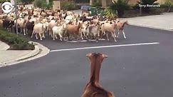 WSPA 7News - GOATS ON THE LOOSE: Goats got loose and ran...