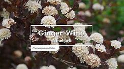 30 Seconds with Ginger Wine® Ninebark