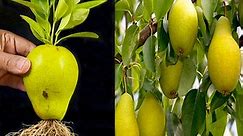 How to grow pear tree from pear fruit | How to grow naspati