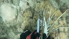 Commercial lobster diving in south Florida