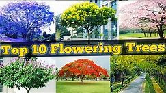Top 10 Flowering Trees / Flowering Trees for Garden / topmost popular flowering trees / Flower trees