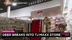 Deer Breaks Into TJ Maxx Store