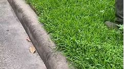 Do you prefer concrete or grass side when string trimming? #lawntok #chillinos #fyp #asmr #satisfying