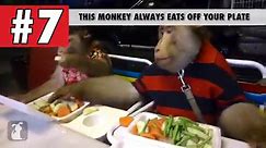 7 Monkey Facts