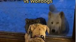 One of the biggest differences between the behaviour of wolves and dogs is their intellectual capacity to assess situations. Watch as the wolfdogs remain perfectly calm and observe Wim, the Irish Wolfhound puppy and use their amazing minds to make sense of the situation. They are gathering the information they need to RESPOND. Meanwhile, the dog puppy can’t help but just REACT to the situation at hand. Of course there is an age difference here, but now that Wim is grown up, not much has changed!
