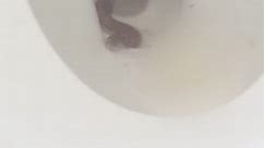 Snake found in toilet and shower!
