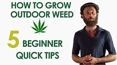 5 Beginner Quick Tips for Growing Outdoor Weed