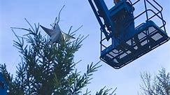 Time to take the tree down! Thanks again to @rentalequip for the cherry picker. | Persephone Brewing Company