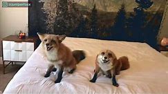 Meet the cutest pet foxes with 2.5 million Instagram followers
