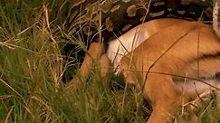 🐍 🦌 python eats deer #wildanomals #wildlife #python #deer #hindi