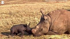Wildlife sanctuary welcomes white rhino calf