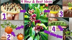 4 New & Best Ideas: How to grow clove spice plants from seeds| Growing Clove Plant| Laung ki kheti