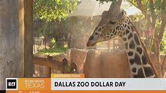 Dollar Days are back at the Dallas Zoo!