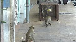 An attempt to capture monkeys in Lopburi town has begun