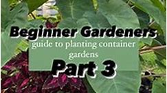 Beginner Gardeners - Gardening Guide to Planting Beautiful Container Gardens: Part 3 ⤵️ . 🪴 Tips & step by step directions for beginner gardeners to help plant your annual containers. . 🌸 If you are a beginner gardener, start with annuals that will give you success. This container is filled with easy to grow annuals! It can be grown in full sun to partial shade. . 1️⃣ Elephant Ear Colocasia Polargreen: . 🌿 The center statement plant for this container garden. By the end of the summer, this pl