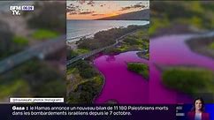 Hawaï: un étang vire au rose fluo