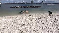 Davis Island Dog Beach in Tampa, Florida - 2 Traveling Dogs