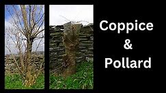 Coppice and pollard. How and why.