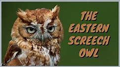Eastern Screech-Owl: Everything you need to know | ID, Call/Song/Trill, Flying, Eating, Mating, Nest