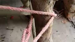 How to tie rope 🪢#knots #tips #rope #howto #fyp #everyone | Tie Rope