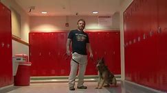 Former Navy SEAL training dogs to combat school shootings
