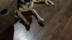 Azle, TX - German Shepherd Dog. Meet Kobe a Pet for Adoption - AdoptaPet.com