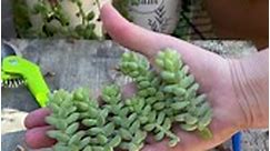 Let’s propagate some Sedum morganianum 🌱 | Unique Succulent Designs