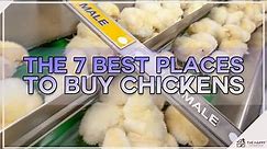 The 7 Best Places To Buy Chickens