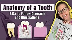 Parts of a Tooth Diagramed and Explained by a Dentist | Learn the Layers and Tissues of a Tooth FAST