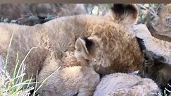 Lion Cub Gets Picked on by Older Cousins - Heartwarming Wildlife Encounter