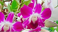 How to easily prune Orchids || Dendrobium and Phalaenopsis Orchid pruning