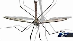 Have you seen more crane flies outside in Oklahoma lately?