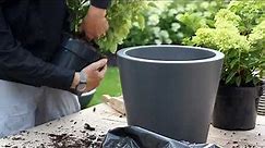 How to plant Hydrangeas in pot