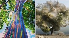 15 MOST BEAUTIFUL Trees Ever Found