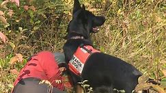 Search dogs join Okanagan search and rescue crews to potentially help save lives