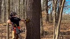Cutting giant black walnut veneer trees Black Gold in them woods #logging #logger #loggingvideos #lumberjack | JKK1