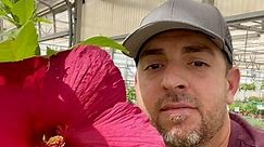 The Hardy Hibiscus 🌺 definitely has the largest buds & blooms! #smithsgardentown #hardyhibiscus #hibiscusflower #bigbuds #perennial #backyardgardening #landscaping #bloomingplant #plantrecommendations | Smith's Gardentown